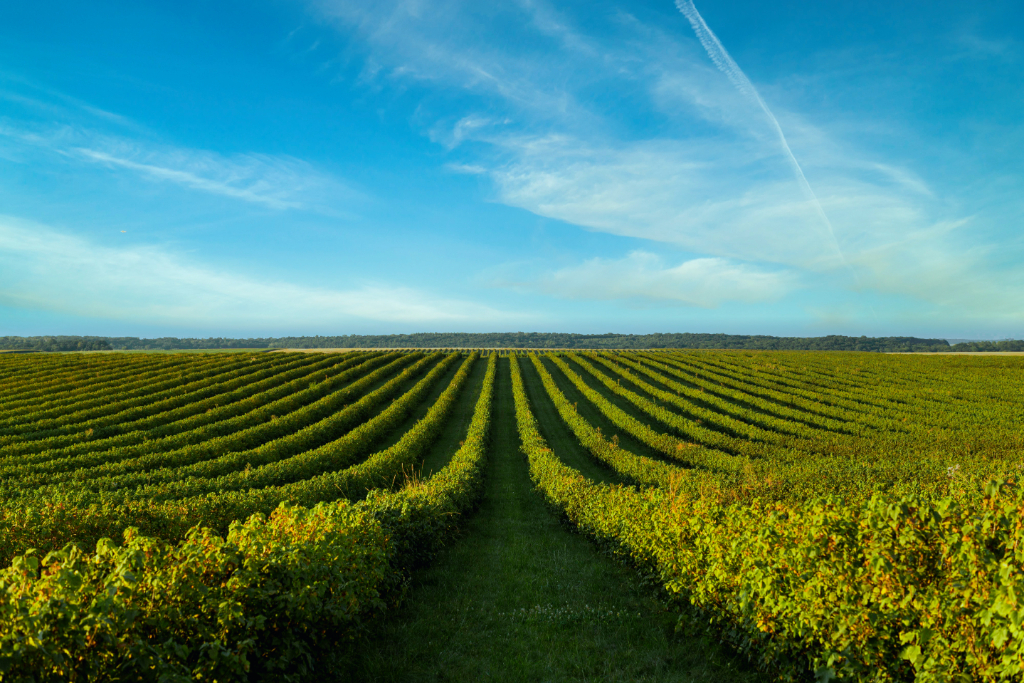 campo cultivado